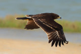 Greater Spotted Eagle (Aquila clanga) Juvenile