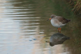 Redshank (Tringa totanus)