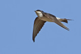 House Martin (Delichon urbicum)