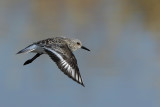 Sanderling (Calidris alba)