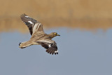 Eurasian Stone-Curlew (Burhinus oedicnemus)