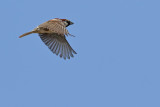 House sparrow (Passer domesticus)