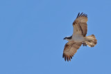 Osprey (Pandion haliaetus)