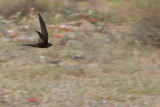 Plain Swift (Apus unicolor)