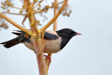 Rosy starling (Pastor roseus)