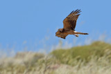Montagu's Harrier (Circus pygargus)