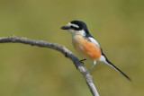 Masked shrike (Lanius nubicus)