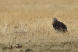 Eurasian Black Vulture (Aegypius monachus)