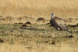 Griffon Vulture (Gyps fulvus)