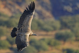 Griffon Vulture (Gyps fulvus)