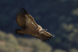 Griffon Vulture (Gyps fulvus)