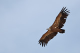 Griffon Vulture (Gyps fulvus)