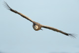 Griffon Vulture (Gyps fulvus)