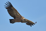 Griffon Vulture (Gyps fulvus)