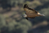 Griffon Vulture (Gyps fulvus)