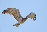 Short-toed Eagle (Circaetus gallicus)