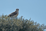 Short-toed Eagle (Circaetus gallicus)