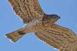 Short-toed Eagle (Circaetus gallicus)