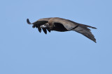 Eurasian Black Vulture (Aegypius monachus) 