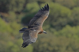 Griffon Vulture (Gyps fulvus)