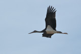 Young Black Stork - (Ciconia nigra)