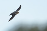 Eurasian Crag Martin (Ptyonoprogne rupestris)
