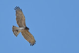 Short-toed Eagle (Circaetus gallicus)