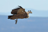 Griffon Vulture (Gyps fulvus)