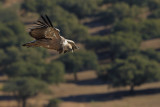 Griffon Vulture (Gyps fulvus)