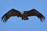Eurasian Black Vulture (Aegypius monachus)