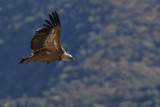 Griffon Vulture (Gyps fulvus)