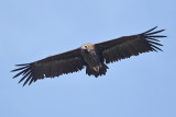 Eurasian Black Vulture (Aegypius monachus) 