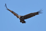 Eurasian Black Vulture (Aegypius monachus)