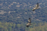 Griffon Vulture (Gyps fulvus)