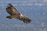 Griffon Vulture (Gyps fulvus)