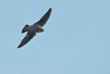 Crag Martin (Ptyonoprogne rupestris)