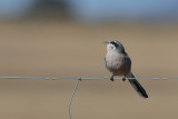 Iberian Grey Shrike (Lanius meridionalis)