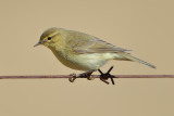 Willow Warbler ( Phylloscopus trochilus)