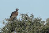 Eurasian Black Vulture (Aegypius monachus)