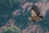 Griffon Vulture (Gyps fulvus)