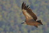 Griffon Vulture (Gyps fulvus)