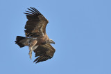 Griffon Vulture (Gyps fulvus)