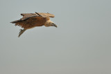 Griffon Vulture (Gyps fulvus)