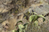 Blue Rock-Thrush (Monticola solitarius)