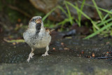 House Sparrow  (Passer domesticus) 