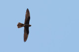 Eleonora's Falcon (Falco eleonorae)