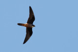 Eleonora's Falcon (Falco eleonorae)