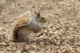 Eastern gray squirrel (Sciurus carolinensis)