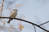 Chipping Sparrow (Spizella passerina)