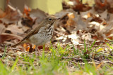 Swainson's Thrush (Catharus ustulatus)